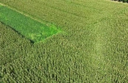 河北北斗+農(nóng)業(yè):精準(zhǔn)作業(yè) 賦能智慧農(nóng)業(yè)