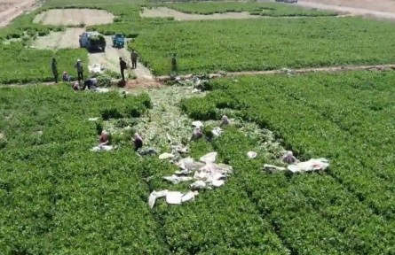 甘肅白銀：鹽堿地改造項目助“不毛之地”變身“沃土良田”