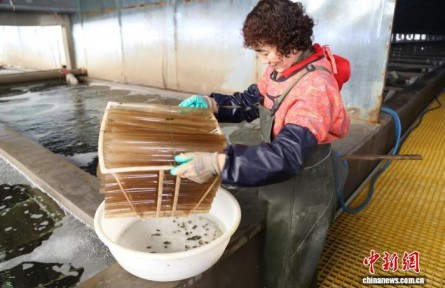 從“靠海吃海”到“科技耕?！?山東守護(hù)“藍(lán)色糧倉”