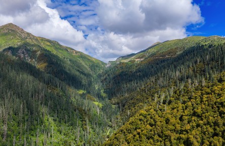 科技名詞|森林線 forest line，forest limit