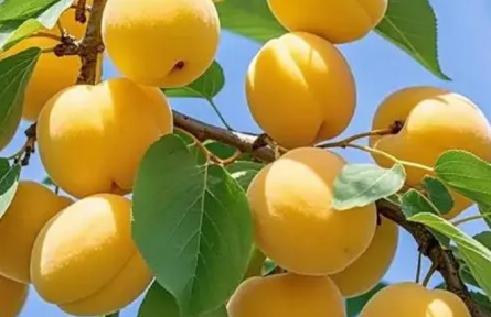 家鄉(xiāng)農(nóng)產(chǎn)品大學(xué)生推薦官 | 品牌手記?：繁峙白水杏:香飄振興路