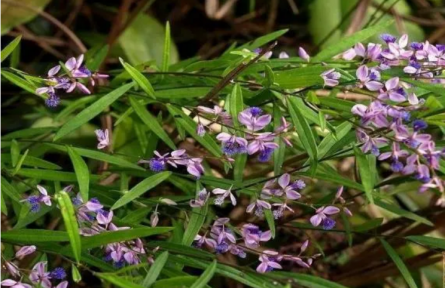 家鄉(xiāng)農(nóng)產(chǎn)品大學(xué)生推薦官 | 品牌調(diào)研手記?：地理標(biāo)志“新絳遠(yuǎn)志”鑄成記