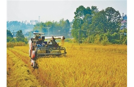 搶！應(yīng)對連陰雨，秋收一線直擊