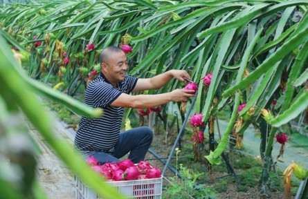 縣融記者:“大棚經(jīng)濟(jì)”助農(nóng)增收