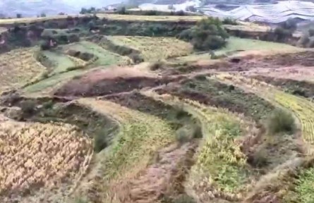 山西：多方聯(lián)動不松懈 秋糧搶收搶烘忙