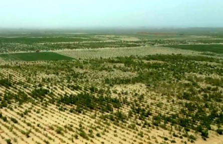 從鎖邊到擴邊 新疆繪就綠染黃沙新畫卷