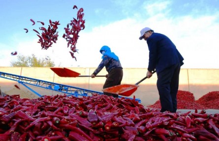 小辣椒“長(zhǎng)”成大產(chǎn)業(yè)——甘肅省金昌市金川區(qū)雙灣鎮(zhèn)特色產(chǎn)業(yè)賦能鄉(xiāng)村振興