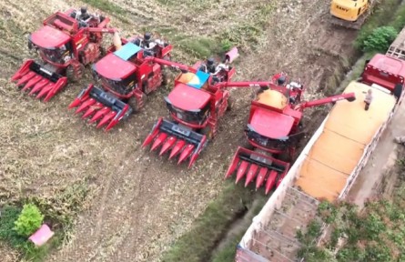 持續(xù)陰雨，河南秋糧怎么收？