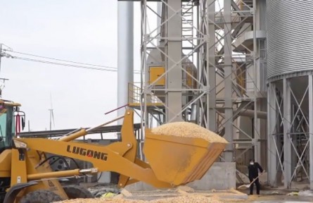 持續(xù)陰雨后，河南濕糧收完如何烘干晾曬？