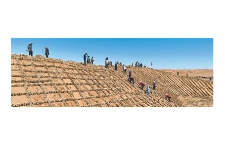 麥草方格，方寸之間鎖流沙