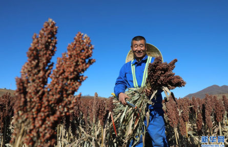 內(nèi)蒙古呼倫貝爾：高粱“紅” 糧袋“豐”