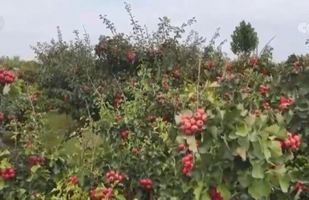 山楂紅、蘋(píng)果甜、紫菜鮮 看金秋中國(guó)豐收?qǐng)D景