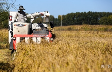 秋糧收獲已過八成 合力筑牢豐收基礎