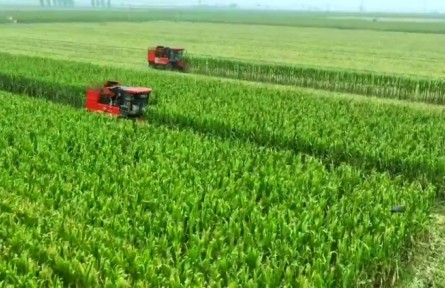 河北:密植良技創(chuàng)高產(chǎn) 師徒再破“噸糧”關(guān)