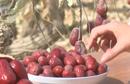 新疆和田地區(qū)：沙地甜果“撬動(dòng)”大市場(chǎng) 特色產(chǎn)業(yè)富了百姓、美了鄉(xiāng)村