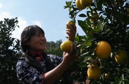 贛南臍橙開(kāi)摘