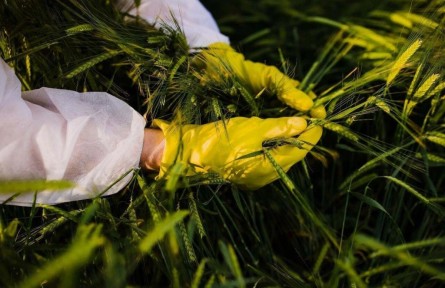 斬?cái)嗵镩g竊密黑手！間諜在我國搜集農(nóng)作物基因數(shù)據(jù)