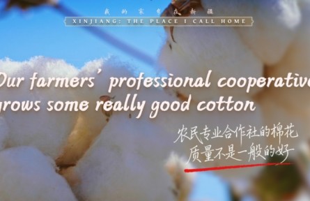 我的家鄉(xiāng)在新疆｜農(nóng)民專業(yè)合作社的棉花，質(zhì)量不是一般的好