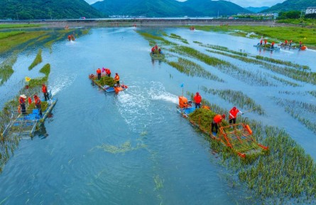 146萬(wàn)畝清除任務(wù)全面完成 我國(guó)互花米草防治轉(zhuǎn)入長(zhǎng)效管控