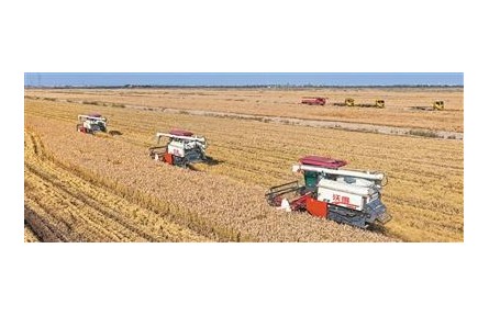 綜合利用，鹽堿地變豐產(chǎn)田