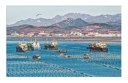 山東榮成：鮑魚南下轉(zhuǎn)場進行時
