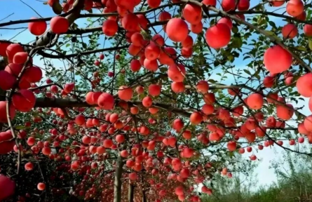 家鄉(xiāng)特優(yōu)農(nóng)產(chǎn)品大學(xué)生推薦官 | 品牌手記?：寧脆蘋果：來自黃土高原的甜蜜饋贈(zèng)