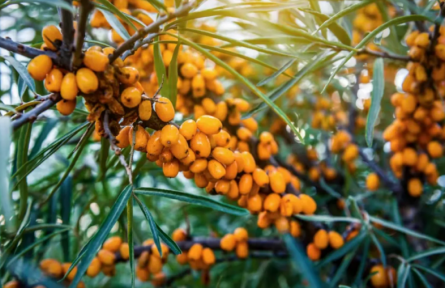 家鄉(xiāng)特優(yōu)農(nóng)產(chǎn)品大學(xué)生推薦官 | 品牌手記?：從山溝野果到致富金果——呂梁山沙棘的鄉(xiāng)村振興征程