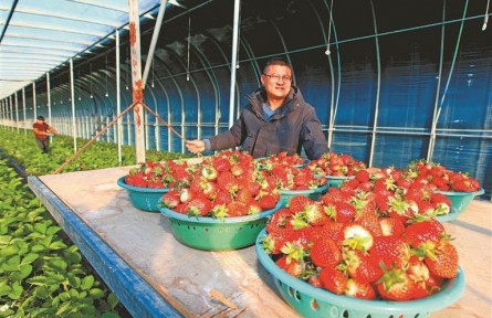 江蘇徐州：草莓紅了，日子火了，“甜蜜產(chǎn)業(yè)”賦能鄉(xiāng)村振興