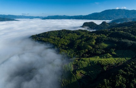 一杯臨滄茶，品出獨(dú)特回甘