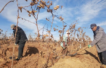 萬畝葡萄“掛枝越冬”！中國釀酒葡萄黃金產(chǎn)區(qū)創(chuàng)新種植方式