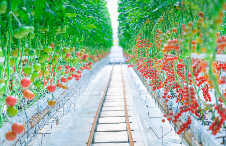 辟謠|反季蔬菜沒營養(yǎng)不安全嗎？