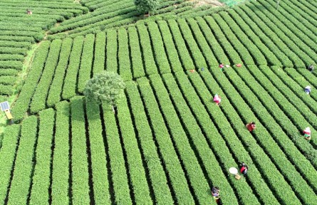 江西吉安遂川獲評“狗牯腦茶”國家地理標(biāo)志產(chǎn)品保護(hù)示范區(qū)