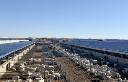 甘肅古浪:做大做強羊產(chǎn)業(yè) 促縣域經(jīng)濟高質(zhì)量發(fā)展