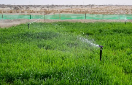 新疆糧食單產(chǎn)蟬聯(lián)全國第一