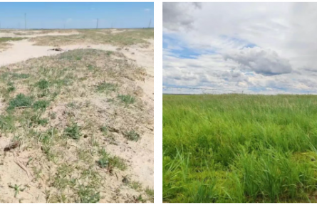 全球最佳！這株“小草”，把荒漠變綠洲