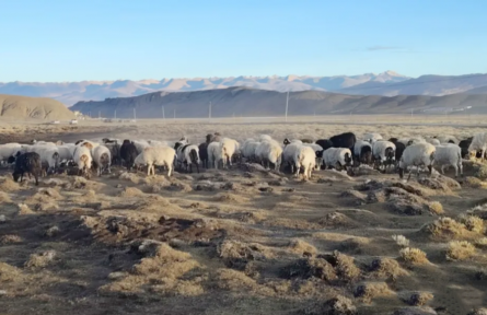 西藏:首個(gè)國家級(jí)地理標(biāo)志保護(hù)示范區(qū)驗(yàn)收確認(rèn)