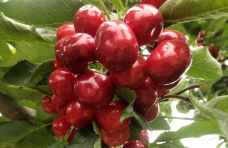 家鄉(xiāng)特優(yōu)農(nóng)產(chǎn)品大學(xué)生推薦官 | 品牌手記?：絳縣櫻桃：北緯35°的紅寶石