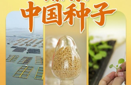 習(xí)近平總書記關(guān)切事|攥緊中國種子