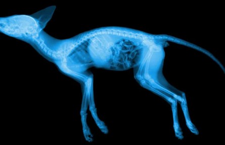 科普|動物受到輻射變異，會變成怪物嗎？