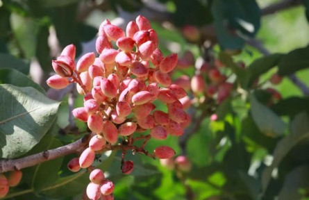 新疆首次發(fā)布主要林木目錄，開心果等入選