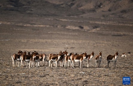走進阿爾金山 鏡遇秘境昆侖