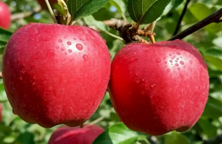 家鄉(xiāng)特優(yōu)農(nóng)產(chǎn)品大學(xué)生推薦官 | 品牌手記?：寧脆蘋(píng)果：來(lái)自黃土高原的甜蜜饋贈(zèng)