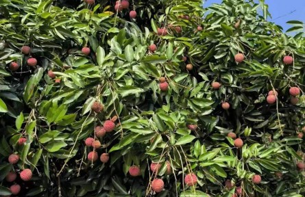 荔枝飄香富鄉(xiāng)村 產(chǎn)業(yè)興旺繪新篇