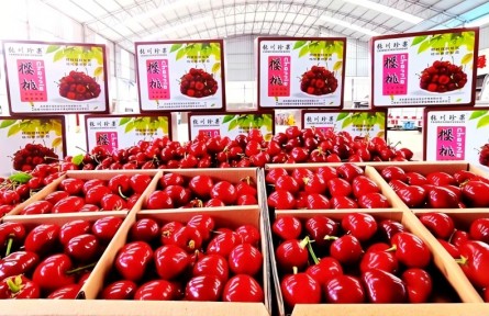 冬日“莓”好搶先嘗！甘肅張家川特色產(chǎn)業(yè)集群成鏈