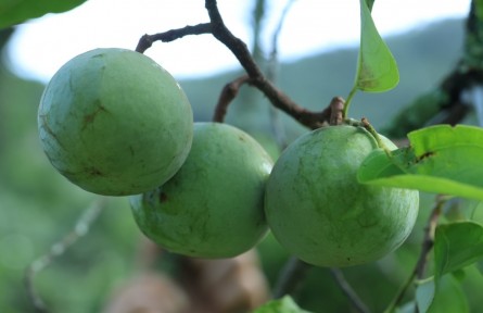 云南廣南：“三量并舉”激活蒜頭果產(chǎn)業(yè)發(fā)展新動能