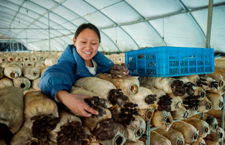 安徽含山運漕鎮(zhèn)：小平菇 大產(chǎn)業(yè)