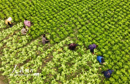 貴州丹寨：采收芥菜