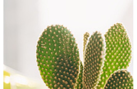 你的鞋和包，可能是用菠蘿葉、蘋果渣、仙人掌皮做的