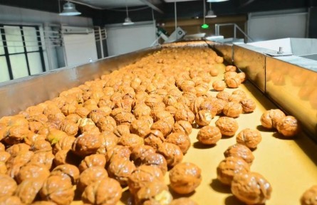 協(xié)作賦能+“園中園” 小核桃長(zhǎng)成富民大產(chǎn)業(yè)