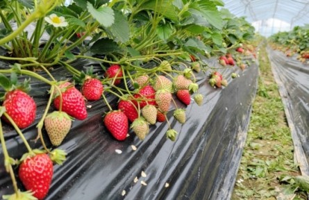 湖南新田：一顆紅莓甜了百姓心 多元融合繪就致富景
